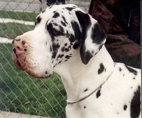 Darrington Great Danes is a kennel in Surrey, England. Its owners are experienced in breeding, handling, showing and judging dogs and bitches.